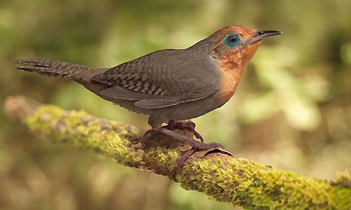 Rossquiss's profile picture. 