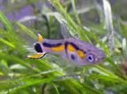 Join our members on the message board. With information for everything from Angelfish to Zebra Danios,  Bettas, Killifish, Cichlids and more. vist petfish.net