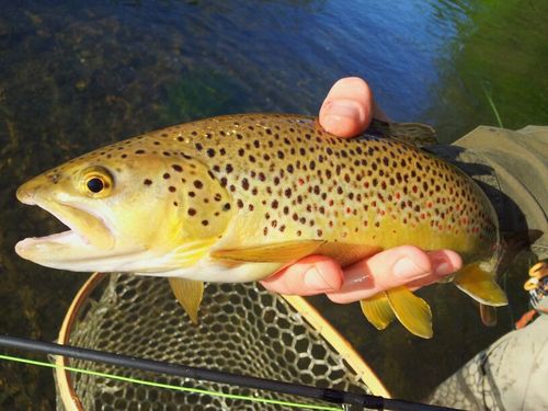 CTD_FishBum's profile picture. So we like to fish...