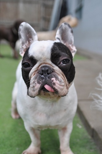 Doggy Daycare, Spa, Training, and Hotel services in Minneapolis, MN