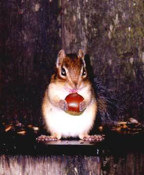 リス 栗 食べる リス 栗 食べる
