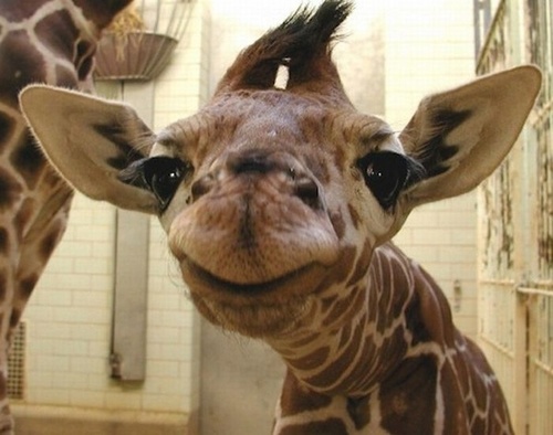 Animal fanatic who loves a math problem.  Originally from Scotland.