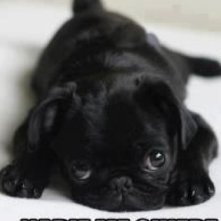 kickc's profile picture. 