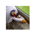 Duncan Mawson (@penguin24) Twitter profile photo Duncan Mawson (@penguin24) Twitter profile photo