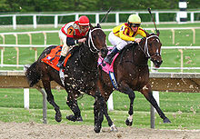 Daily football and Horse Racing tips. Follow us and check out our website
