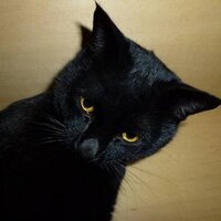 衣笠書林＠猫の生活が第一(@syuugoro2) 's Twitter Profile Photo