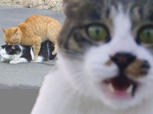 follow me and I got you right back #meow let's go