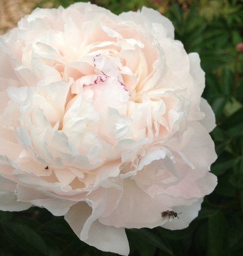 jillybeans61's profile picture. Mother of four, wife, gradmother of six, made my kids clothes and am trying to start my own business now.