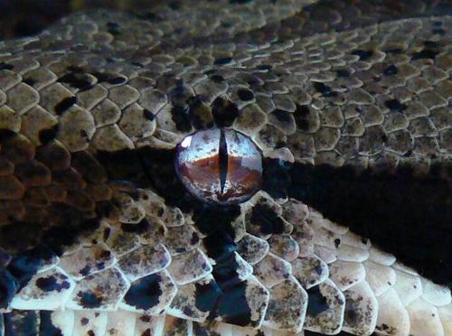 34yrs old, arsenal fan, and reptile keeper (prmarily snakes :)