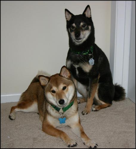 President/Co-Founder of Shiba Inu Rescue Association and owner of Sniff to Wag. Owned by 5 of the sweetest Shiba Inu, Sora, Riku, Kairi, Rukia & Bella!