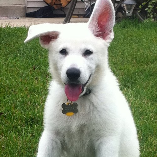 WalkinandWaggin's profile picture. I am a local Dog Walker/Pet Sitter. 
Mention that you saw me on Twitter & receive a 15 minute walk for free! (call or email for details)