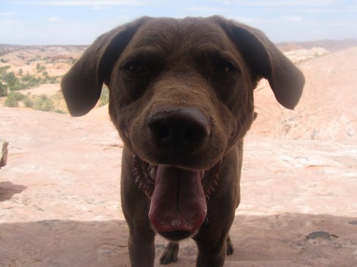 jessethechesie's profile picture. All things Utah you shouldn't know.  Then again, I'm just a dog.