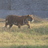 BehlNavin's profile image