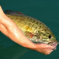Elite Rods (@eliterods) 's Twitter Profile