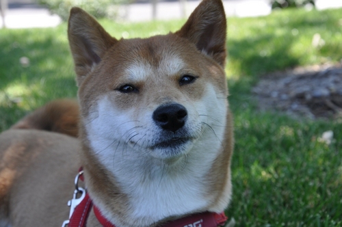 sachisheeb's profile picture. I'm Sachi, or formally Kuniko's Akasachi. I'm a 6 year old red Shiba Inu girl living in lovely N. California with my three humans. Humom is @amylovesrocks