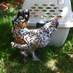 Somerville Urban Ag (@somerurbanag) Twitter profile photo