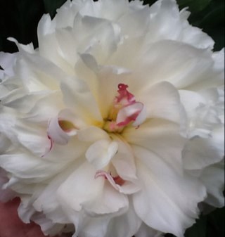 marthaconnelly's profile picture. Mom, Science Teacher, Boston sports fan, Go Laconia Sachems!