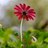 Bdriah_Alyousef's profile image
