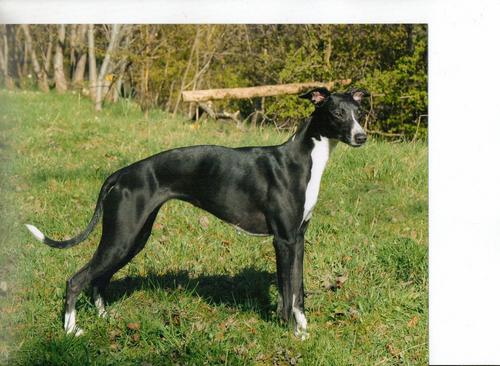 Happy pack of much loved whippets based in the Scottish Borders.