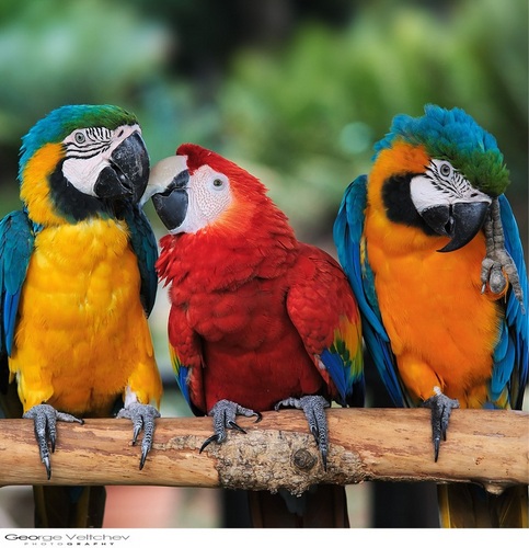Rec. Landmark @KingfishEstate—Indoor Tropical Plant & Wildlife Education Pavilion & 32Hr Suprvsd Youth Retreat (Ages: 9-15) from 9 AM—#2022—@WherIsPsCarolK1?=:)