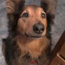 Amber Stone - @AmberDogDIary - Twitter