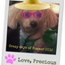 PrecioustheMaltipoo (@preciousmaltipo) Twitter profile photo PrecioustheMaltipoo (@preciousmaltipo) Twitter profile photo