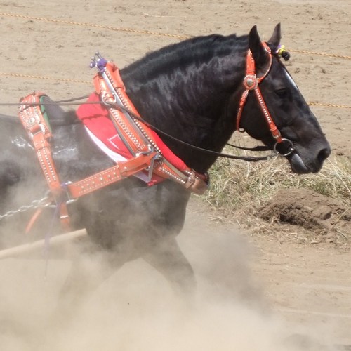 好きなモノは草ばん馬🐴🛷💨、競馬🏇（主に ばんえい十勝、ＪＲＡ）、デコトラ✨🚚✨、その他いろいろと。
青森で生まれ育って１８年、北海道に移り住んで３０数年、大したことは呟きませんが、宜しくお願いします🙇⤵️