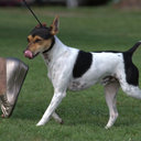 Mary Holt - @TenterfieldDogs - Twitter