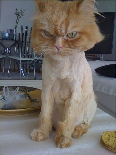 youmeC's profile picture. 게임과 맛있는 음식을 함께할 수 있는 사람이 좋아요^____^