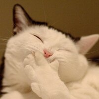 Molotoff (@molotoff44) 's Twitter Profile