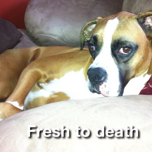 fattymort106's profile picture. Bills..Indians..Sabres if bandwagon approved