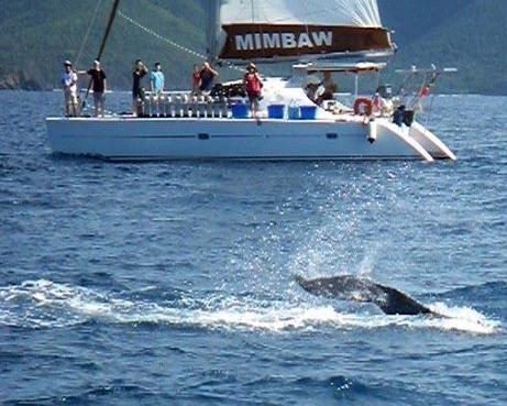Join Captain/Dive Instructor Bastiaan Kroon and your private Chef/Mate for a perfect holiday! Mimbaw is a 41' foot sail & dive catamaran based in the BVI
