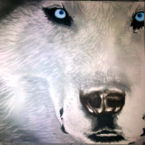 foxknight_68's profile picture. 