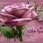 alayam17's profile image
