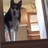 FreykiWolf's profile image