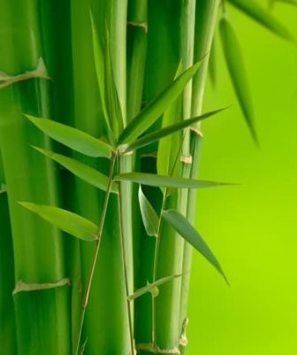 sustentavelmund's profile picture. 