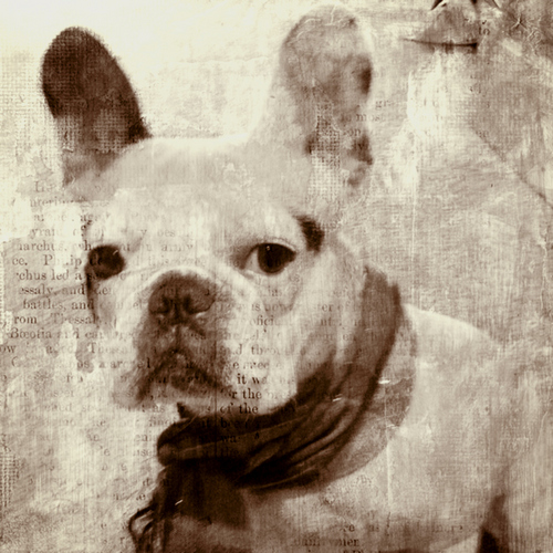 Douglasophical's profile picture. Musings of a cute French Bulldog