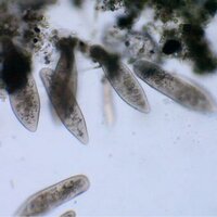 gilberto esparza (@peregilote) 's Twitter Profile