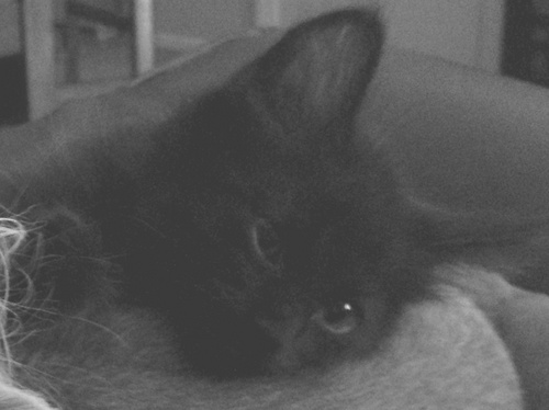 PyewacketCat's profile picture. 