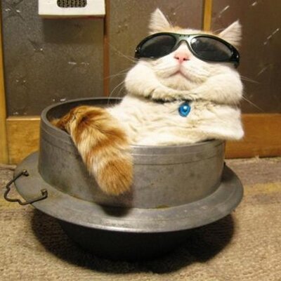 ネコ鍋bot Nekonabe Bot Twitter