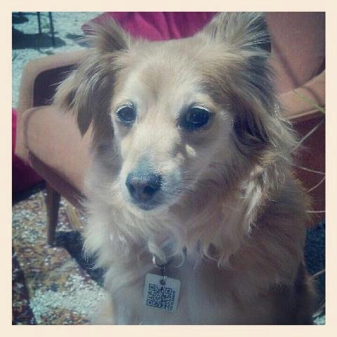 SmartPet_il's profile picture. הדרך החכמה הביתה,
דיסקית QR לחיית המחמד שלך