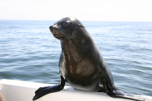 MolaMolaSafaris's profile picture. We offer dolphin and seal cruises in Walvis Bay. Cape Fur Seala and Pelicans are regular visitors on our boats, and there is always a good chance of sighting th