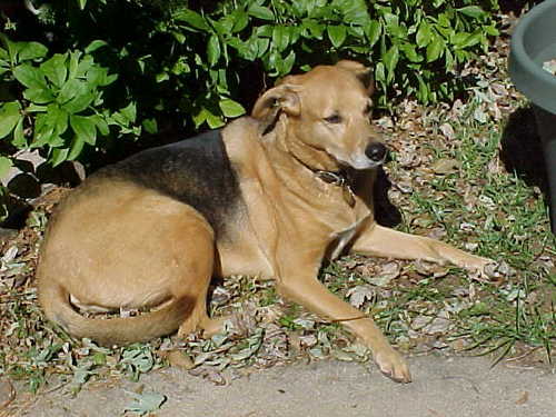 Dog Mom to 1 shelter dog. Love your dog daily and get a yearly exam.  In Loving Memory of
Buffy 4/11/2000-6/15/2012 died of cancer. Dog Activist.