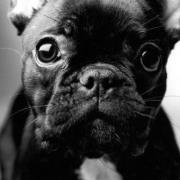 Blog sobre cachorros da raça Bulldog Francês. Oferecemos informações gerais sobre a raça, cuidados, curiosidades e tudo sobre frenchies.
