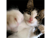 Avatar Punch Cat