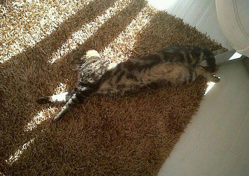 LolaMouse123's profile picture. I'm a fun person.