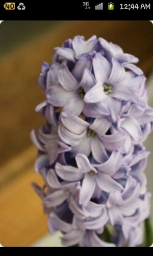 tanpopo0103's profile picture. 日本語, Coffee, Travel, Book, Chicken&Beer, Football, Manchester United, Squash, etc.