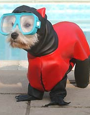 I am Frank the Dog Woof! Frank the Dog Records, #SocialMedia #Consulting #Branding #Marketing #InternetMarketing  #Seo #Music #Promotion #Watchdog #Actor