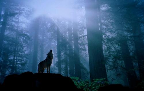 Kev_wolf66's profile picture. Wolves ay we