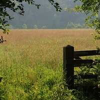 Secret Meadows (@secretmeadows) 's Twitter Profile